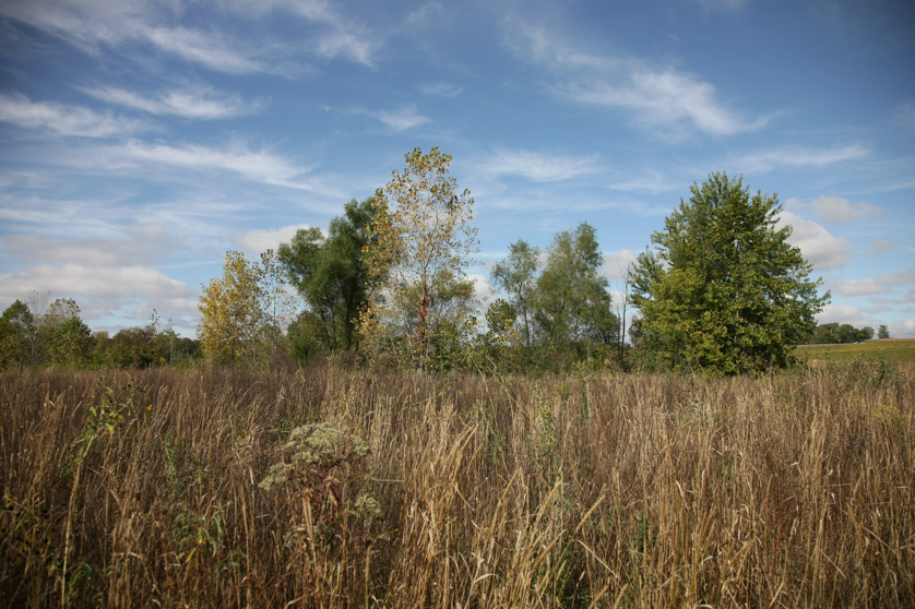 Full Size Image = 1788 K