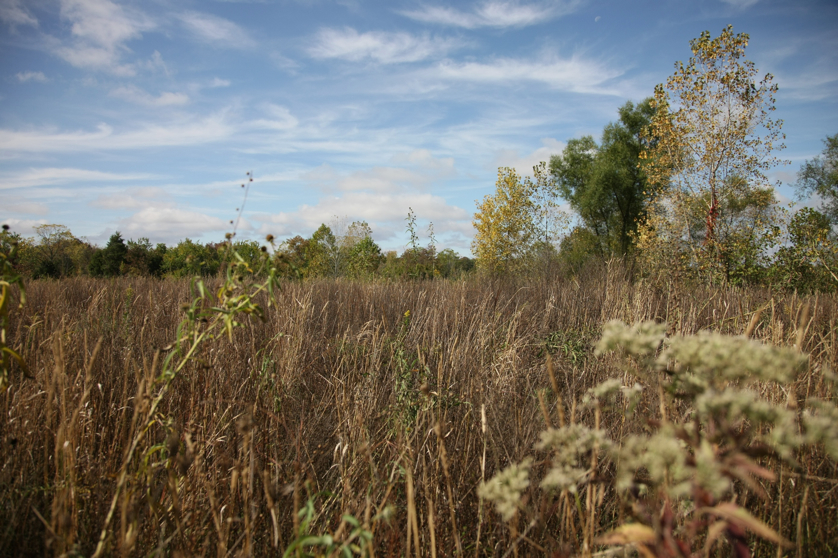 Full Size Image = 1628 K