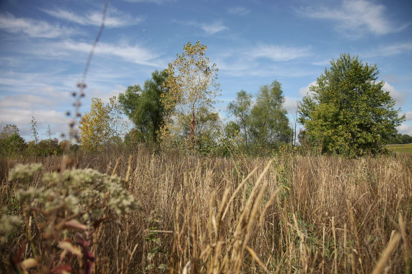 Full Size Image = 1729 K