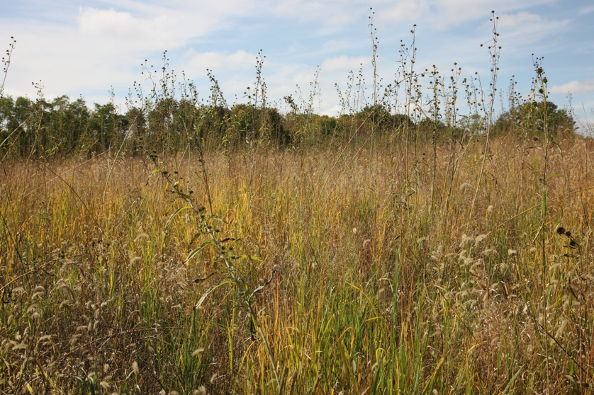 Full Size Image = 2337 K