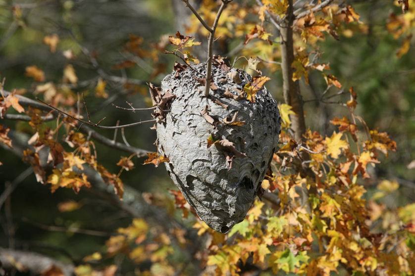 Full Size Image = 1061 K