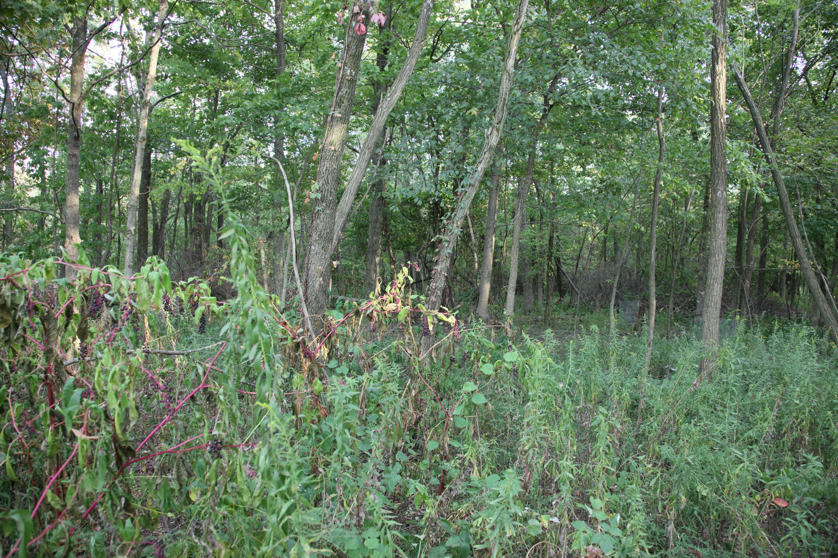 Full Size Image = 7329 K