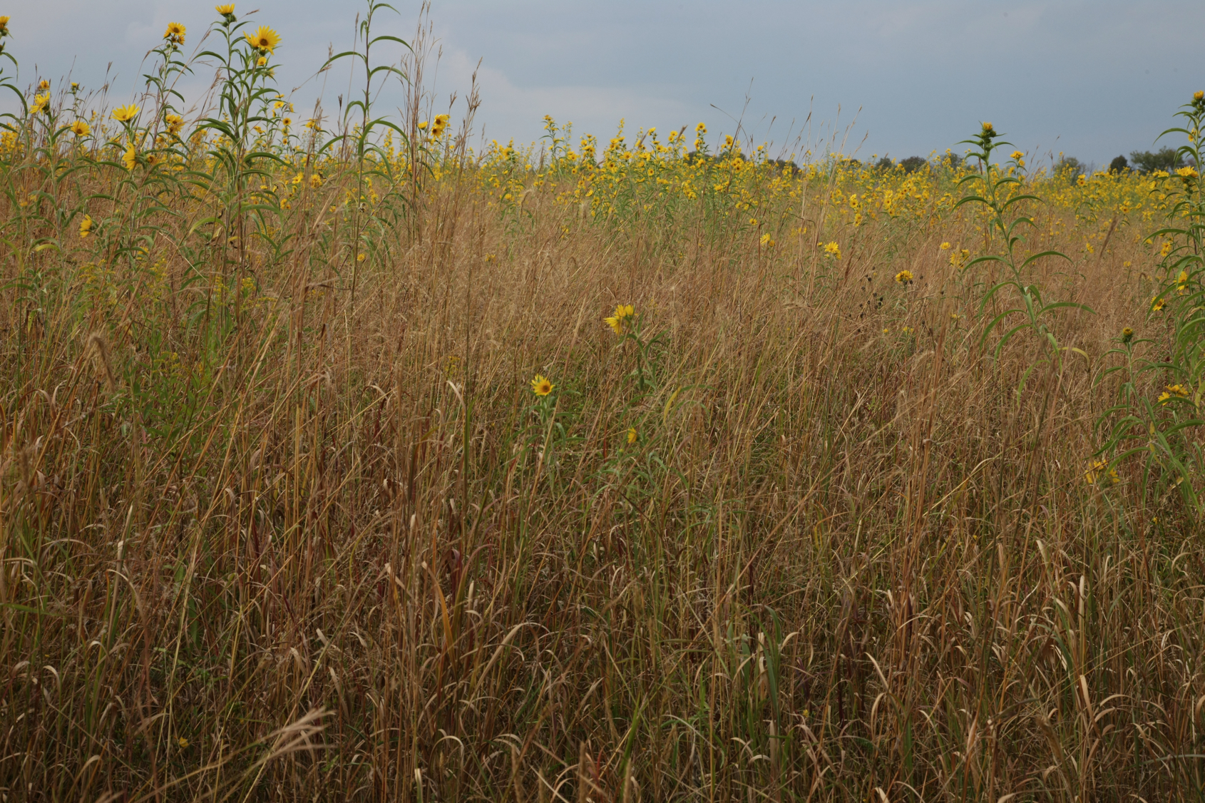 Full Size Image = 18098 K