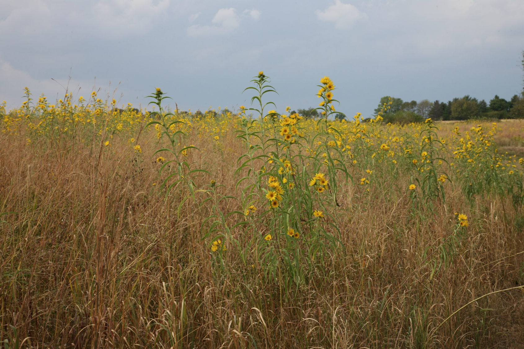 Full Size Image = 15275 K