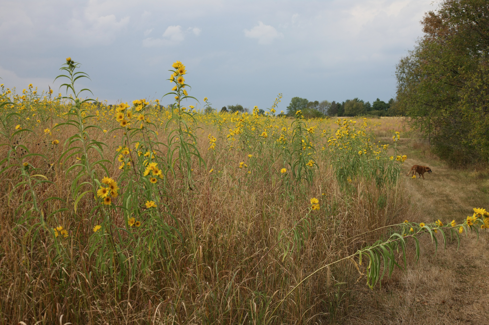 Full Size Image = 16905 K