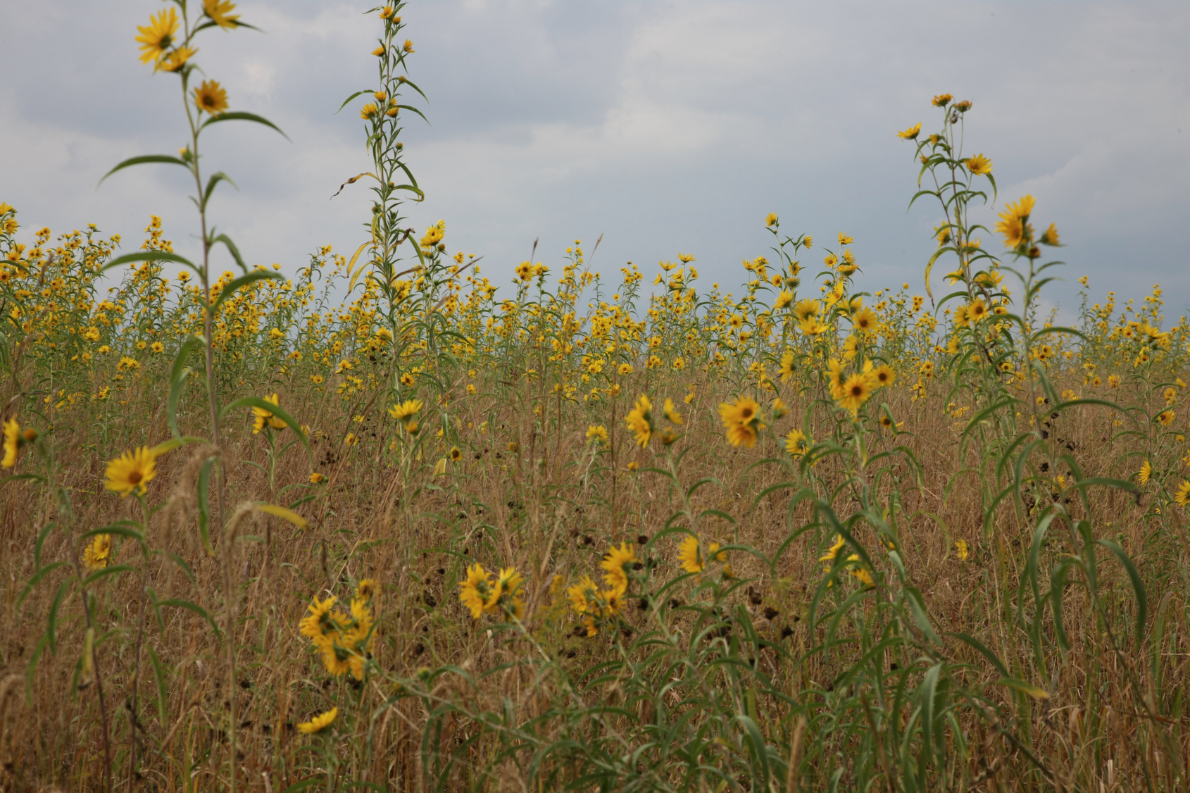 Full Size Image = 15262 K