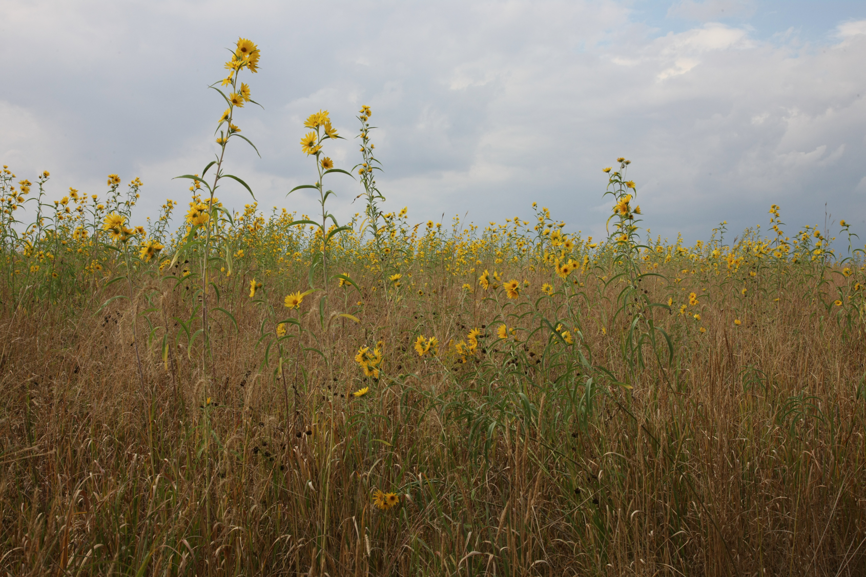 Full Size Image = 16439 K