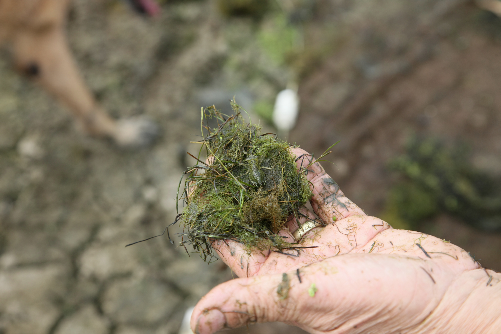 Full Size Image = 10836 K