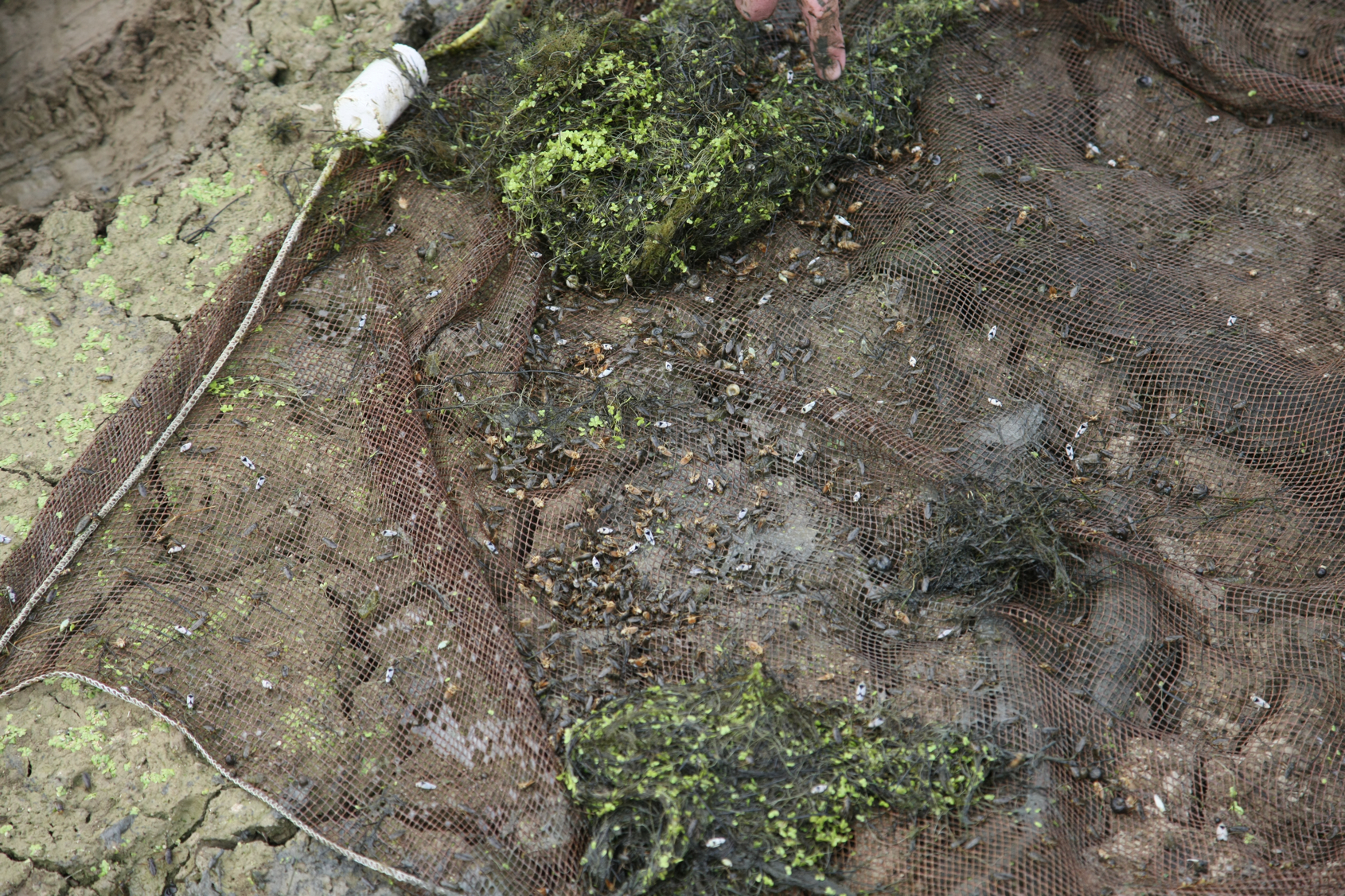 Full Size Image = 19373 K