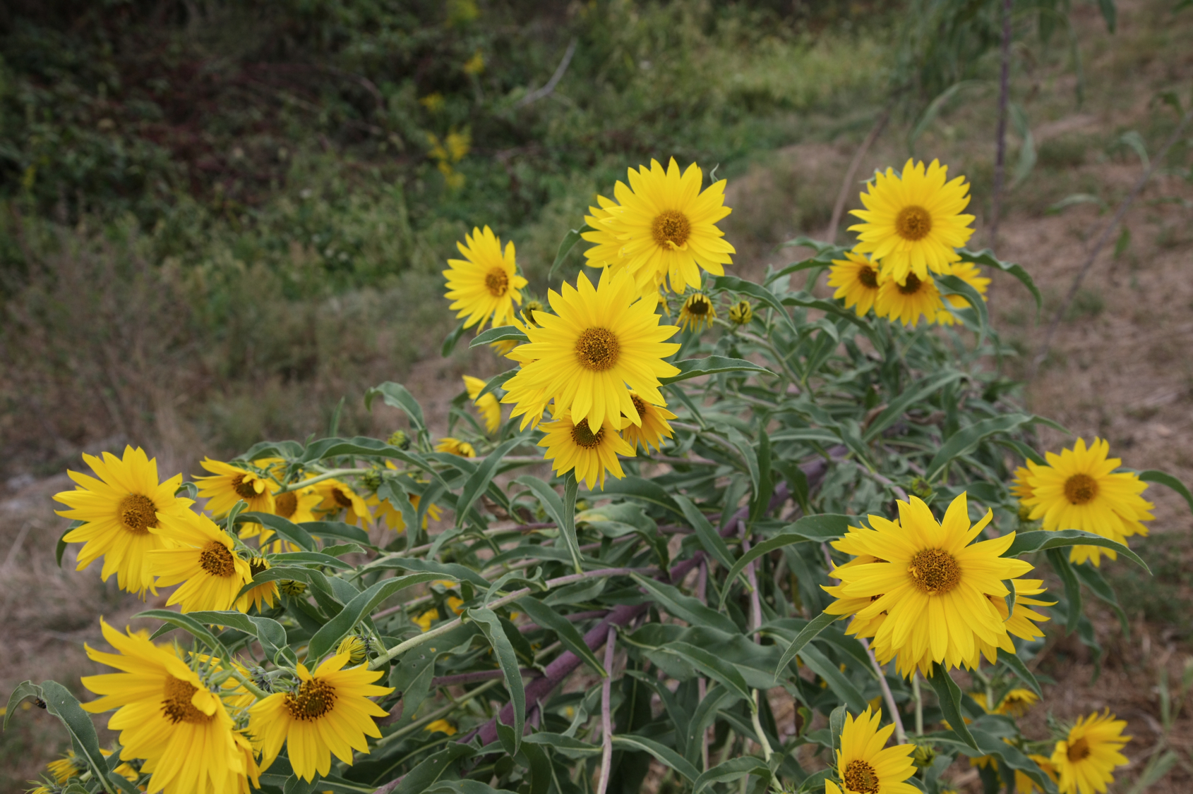 Full Size Image = 12607 K