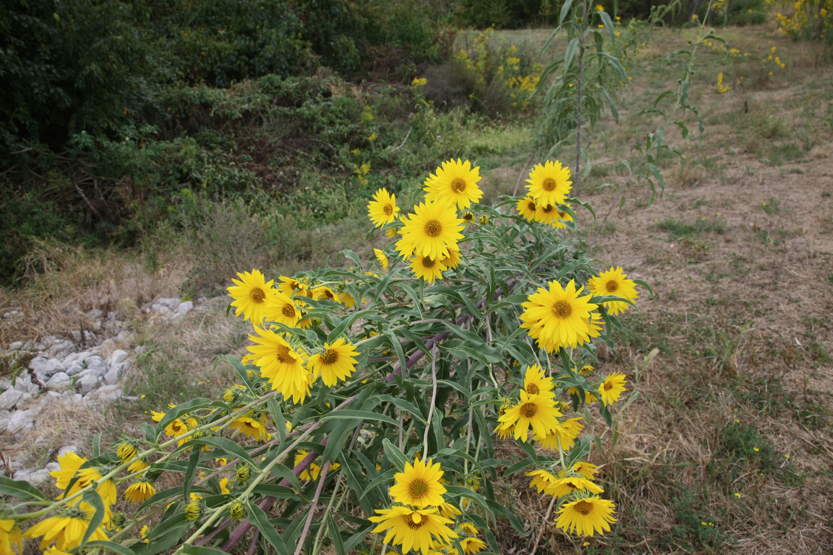 Full Size Image = 15335 K