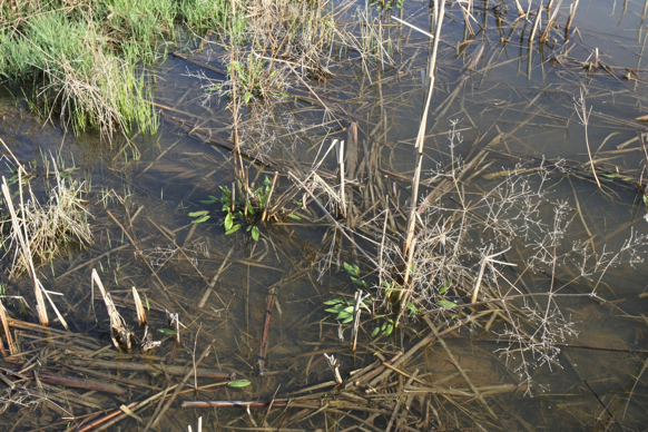 Full Size Image = 3066 K