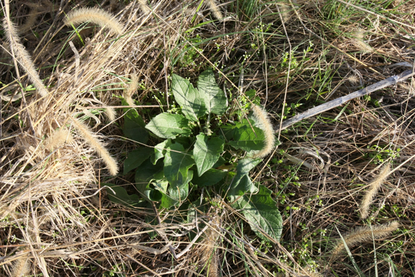 Full Size Image = 3724 K