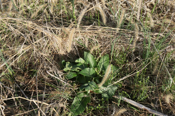 Full Size Image = 3582 K