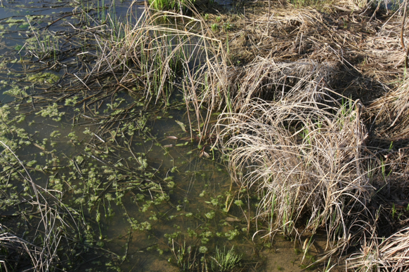 Full Size Image = 3538 K