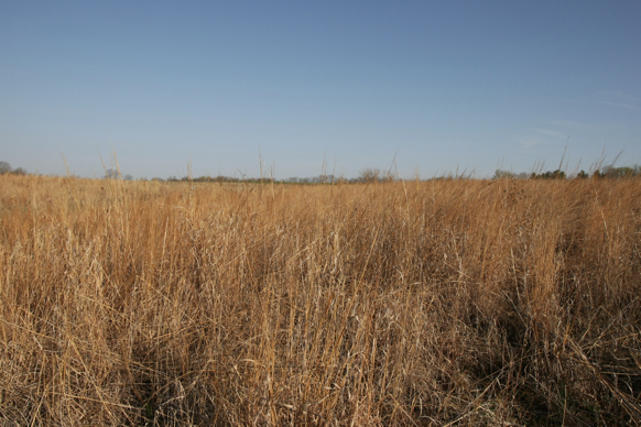 Full Size Image = 2591 K