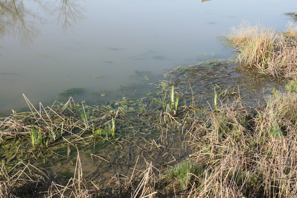 Full Size Image = 2896 K