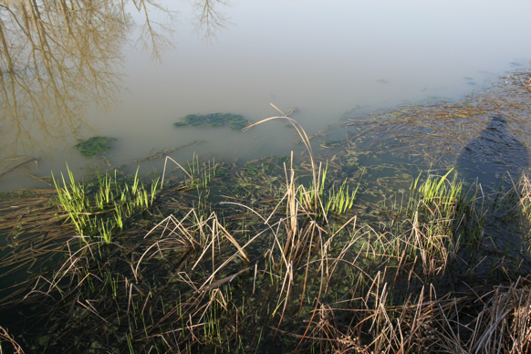 Full Size Image = 2571 K