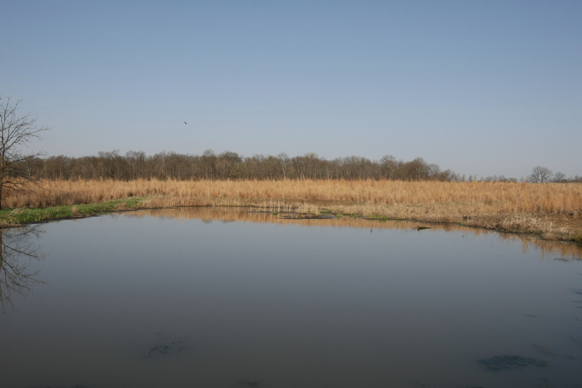 Full Size Image = 1363 K