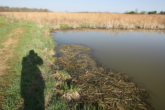 Full Size Image = 2838 K