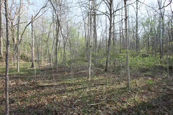 Full Size Image = 4081 K