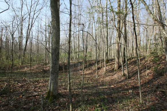 Full Size Image = 3945 K