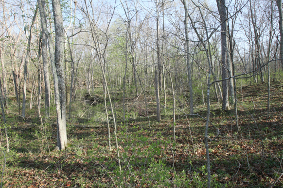 Full Size Image = 4135 K