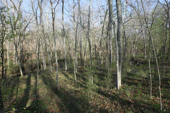 Full Size Image = 3814 K