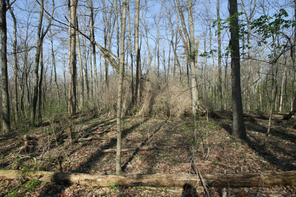 Full Size Image = 3779 K