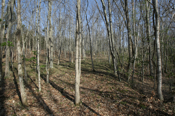 Full Size Image = 3755 K