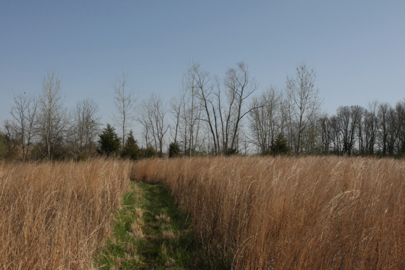 Full Size Image = 2399 K