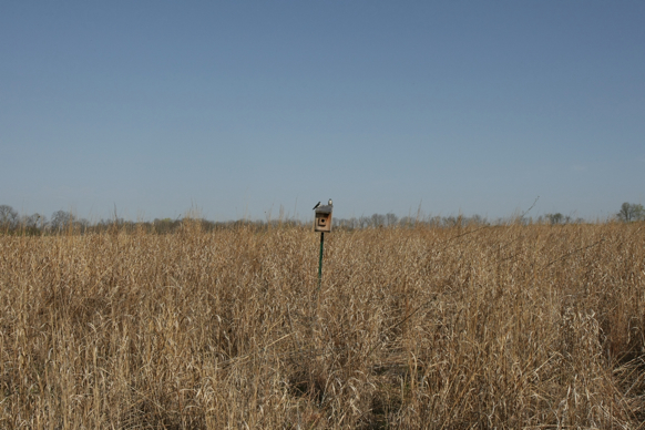 Full Size Image = 2320 K