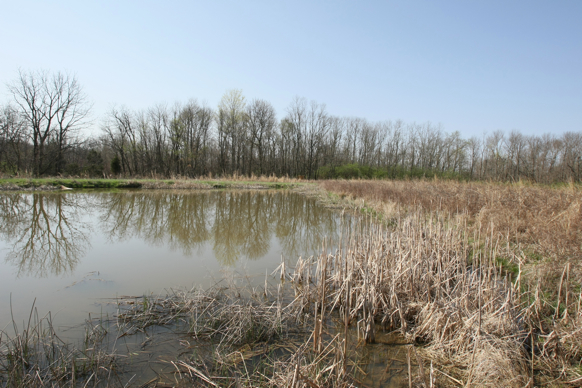 Full Size Image = 2706 K