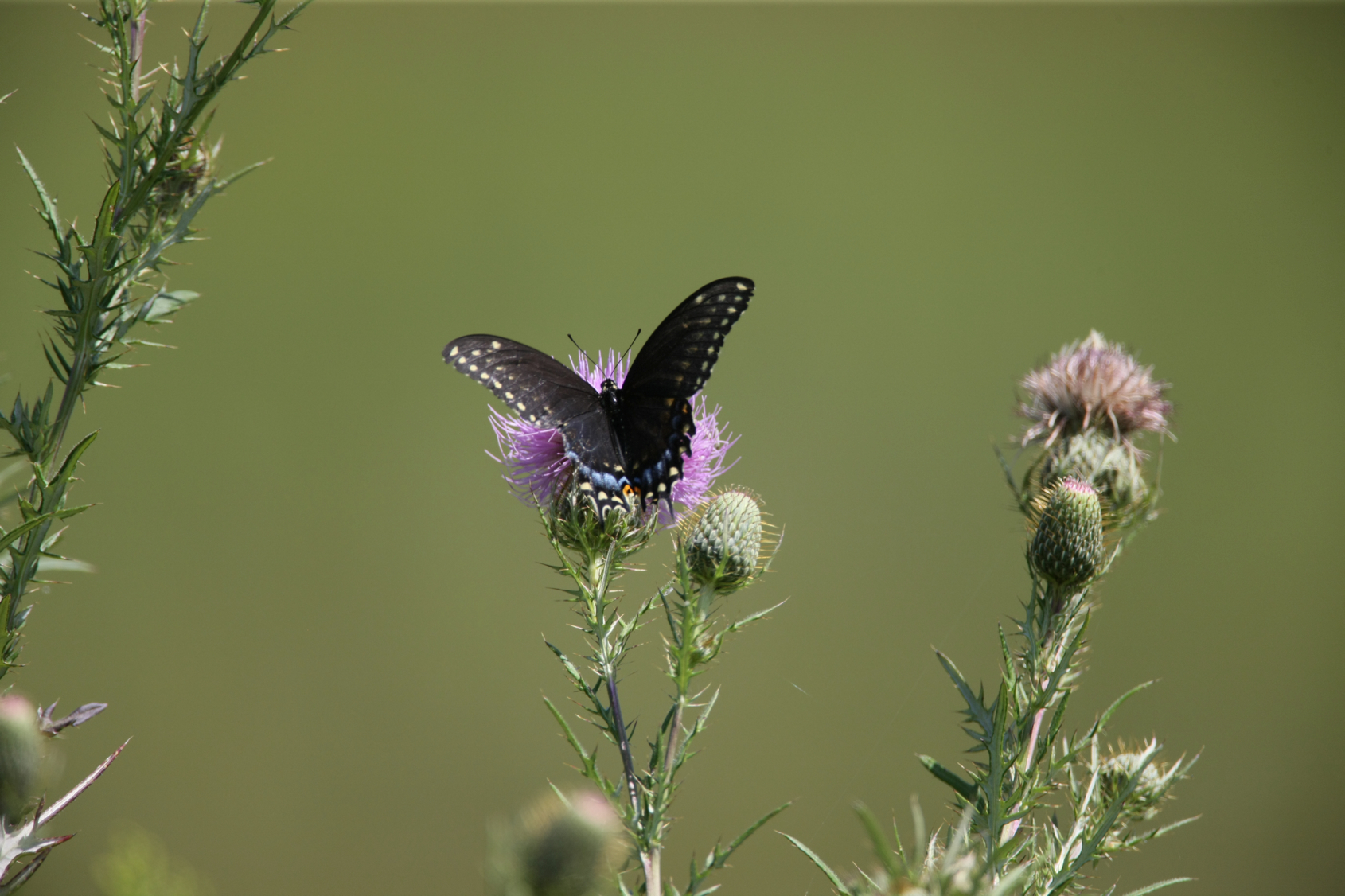 Full Size Image = 10282 K