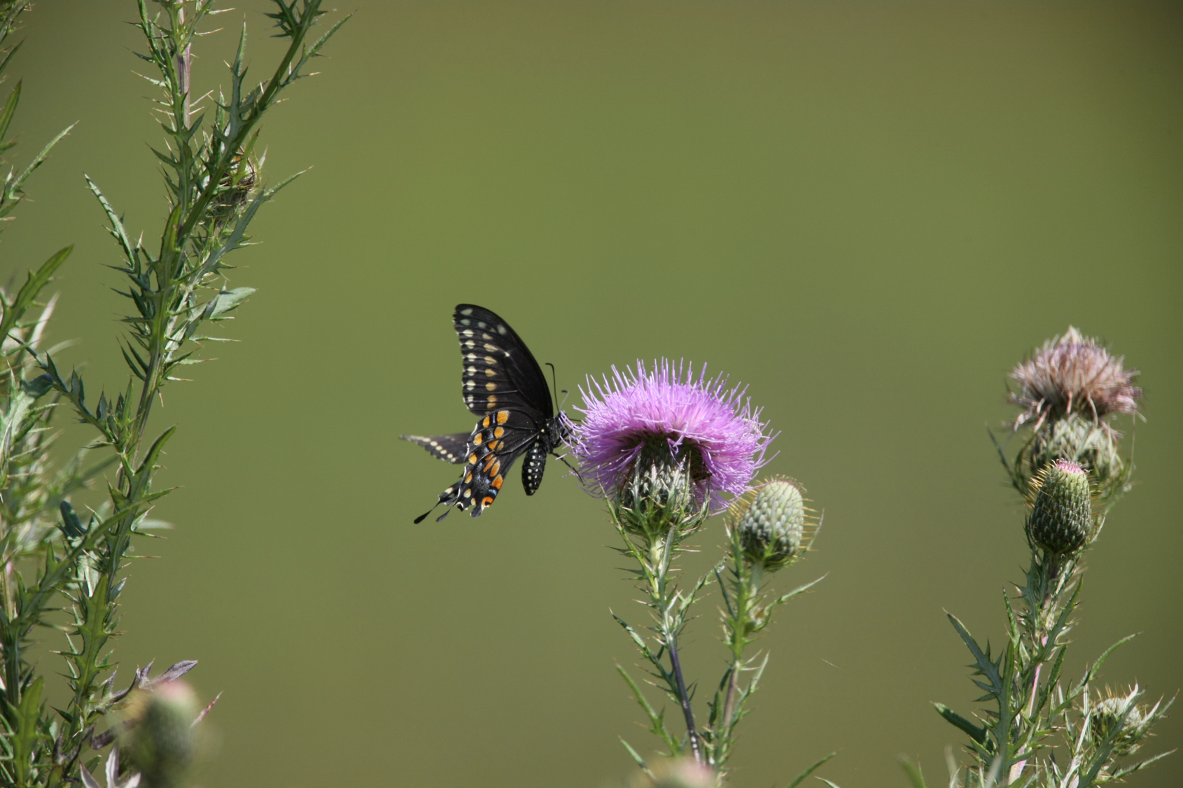 Full Size Image = 10775 K