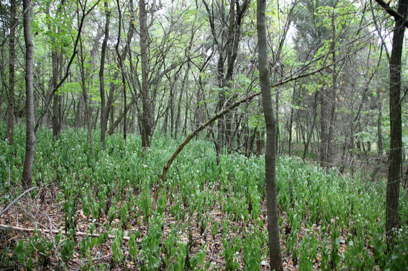 Full Size Image = 6598 K