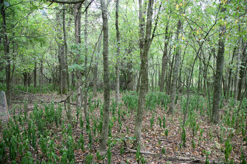 Full Size Image = 7533 K