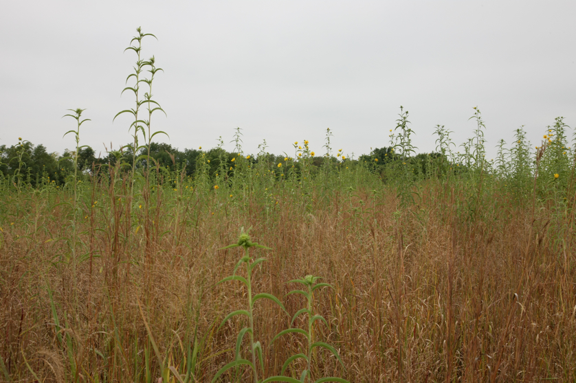 Full Size Image = 4549 K