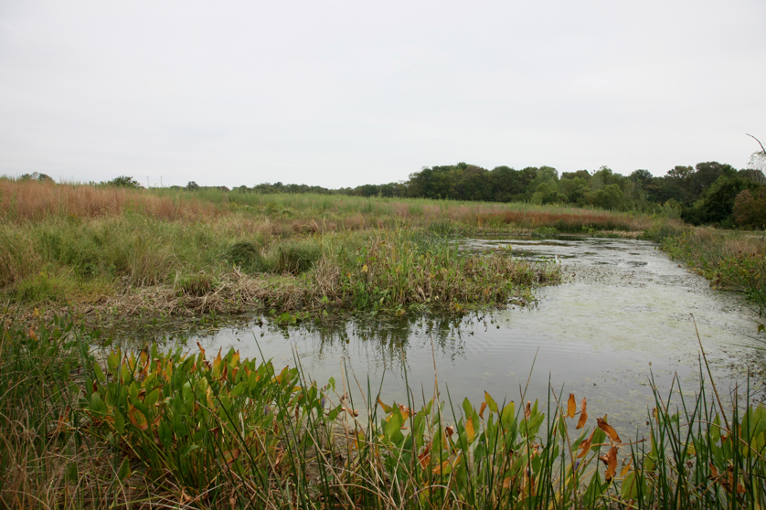 Full Size Image = 4642 K