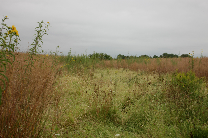 Full Size Image = 4653 K