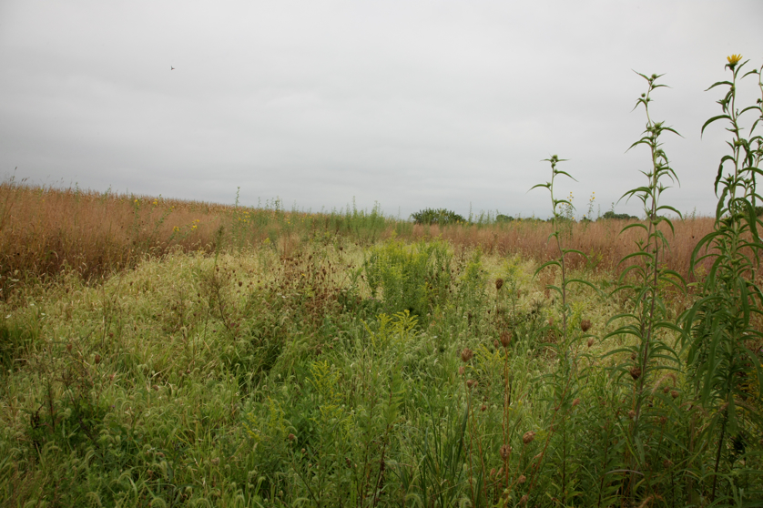 Full Size Image = 4595 K