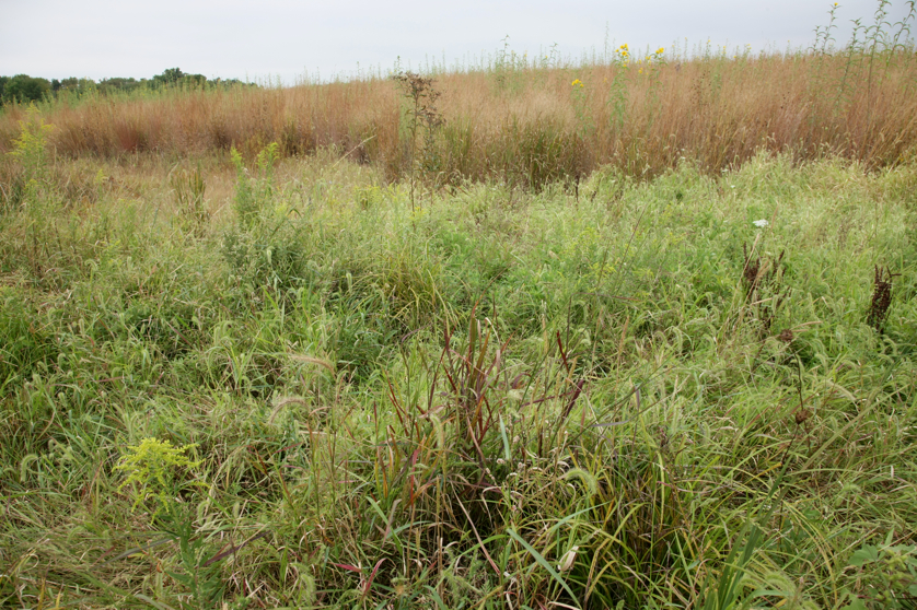 Full Size Image = 6700 K