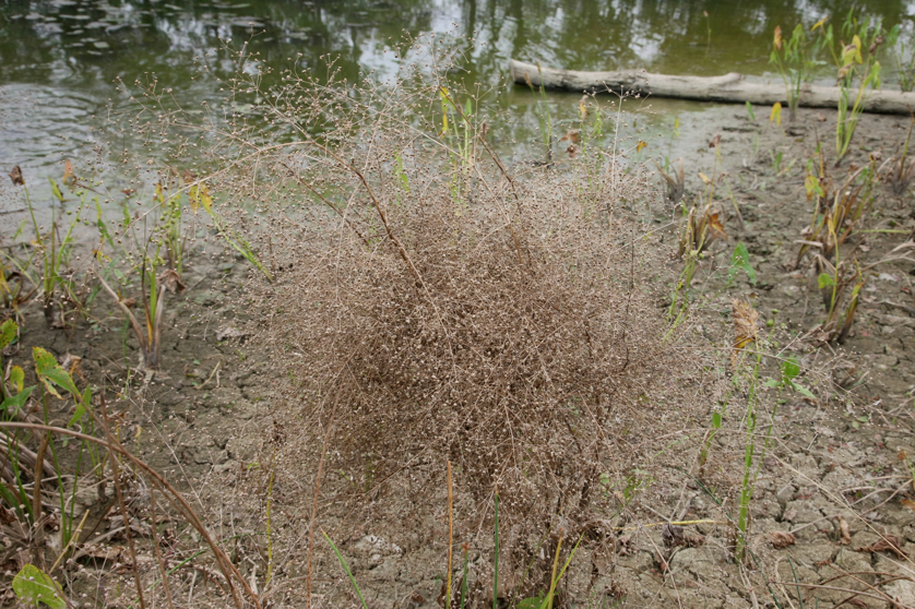 Full Size Image = 5900 K