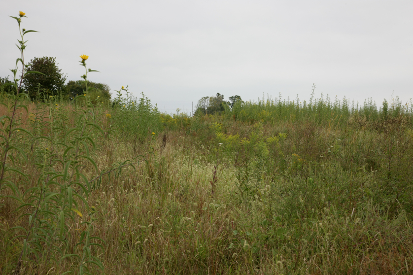 Full Size Image = 4652 K