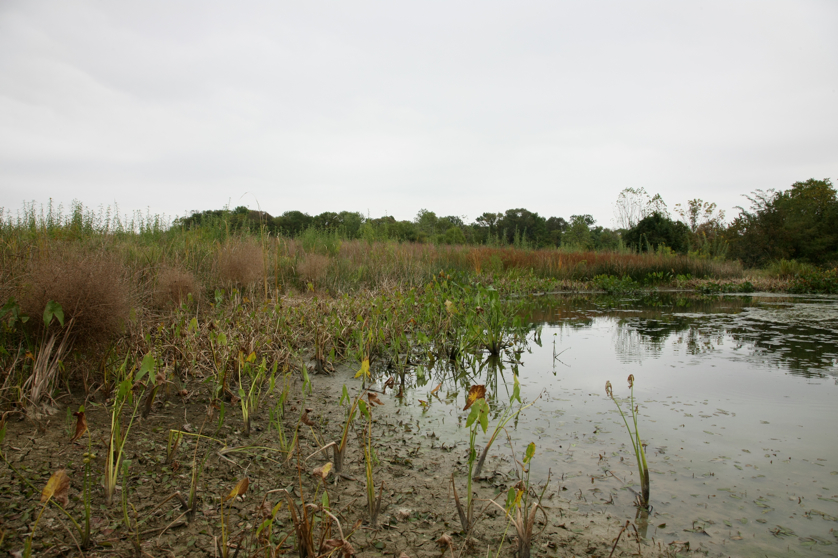 Full Size Image = 4290 K