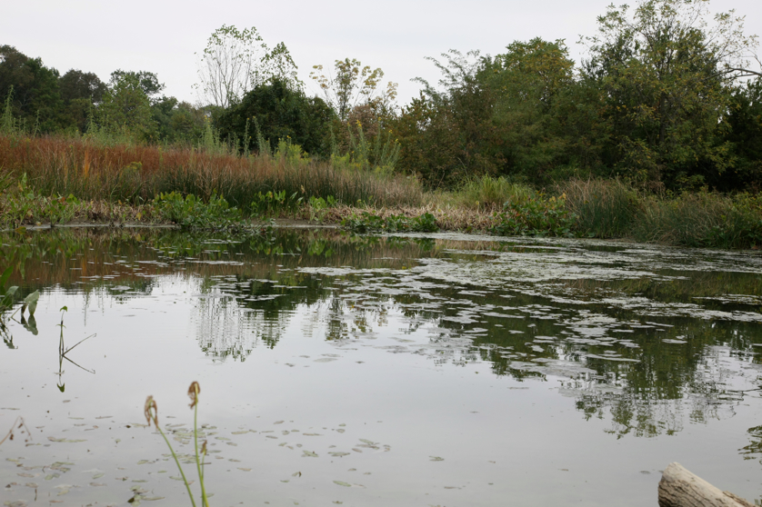 Full Size Image = 4637 K