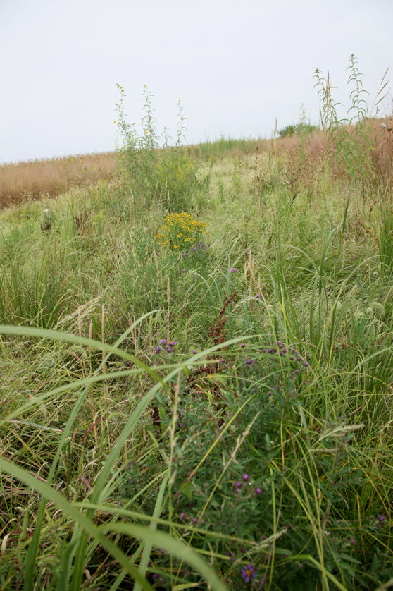 Full Size Image = 4799 K