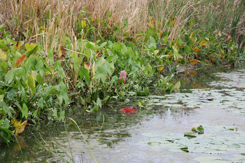 Full Size Image = 5801 K