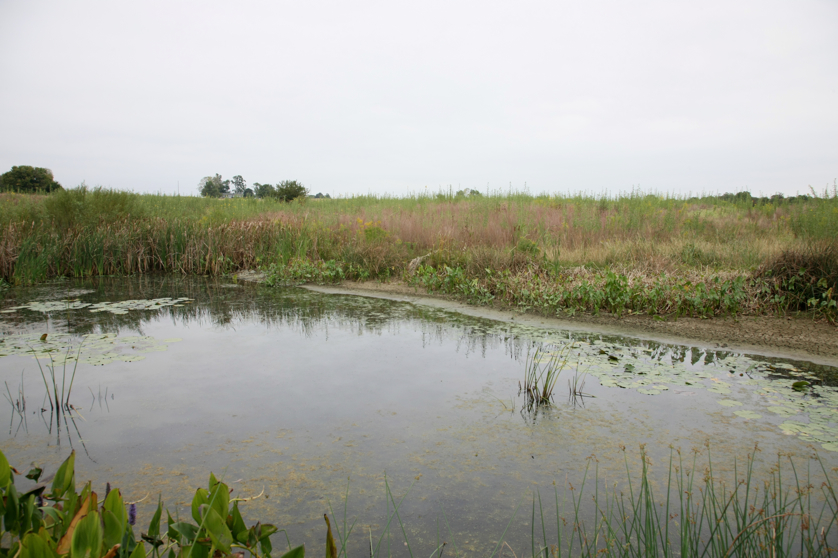 Full Size Image = 3781 K