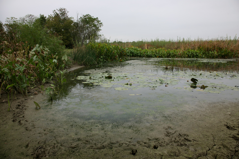 Full Size Image = 4816 K